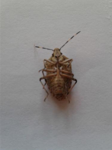 Rhaphigaster nebulosa